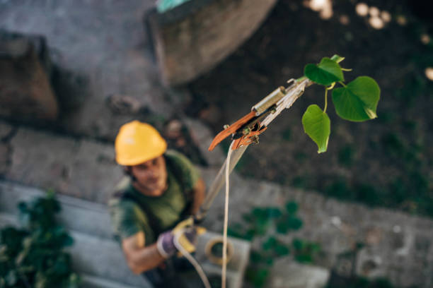 Best Fruit Tree Pruning  in Roselle, NJ